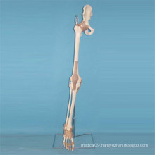 Human Body Skeleton Bone Anatomy Model (R020906)